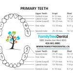 primary teeth eruption