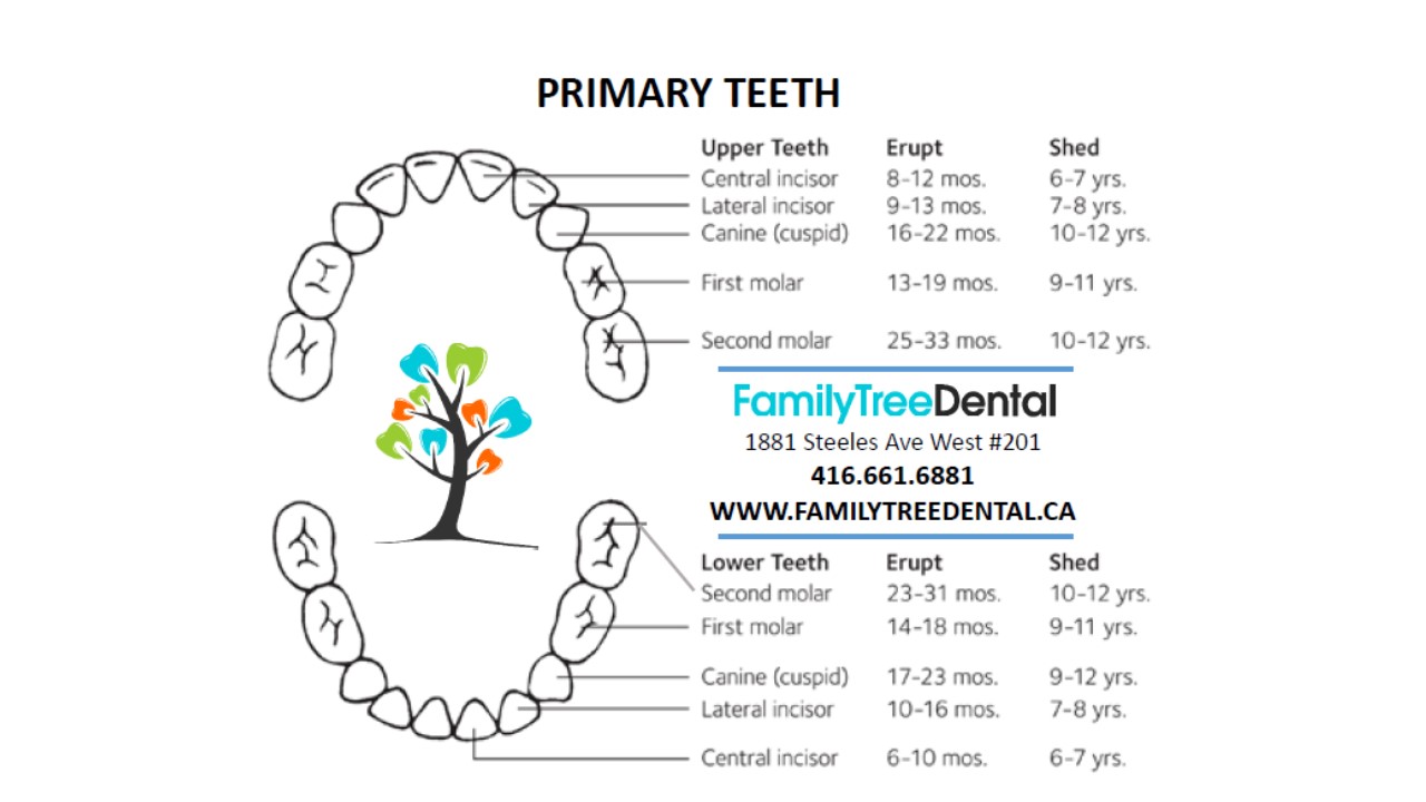 primary teeth eruption